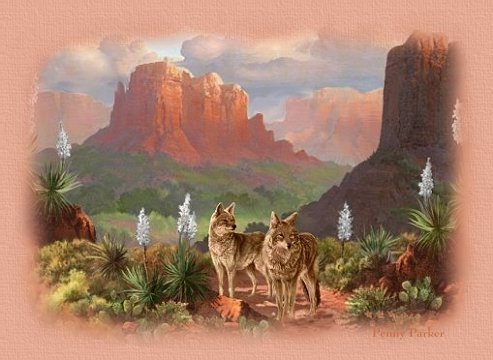 Coyotes
